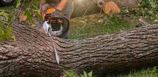 Best Arborist Consultation Services  in Erda, UT